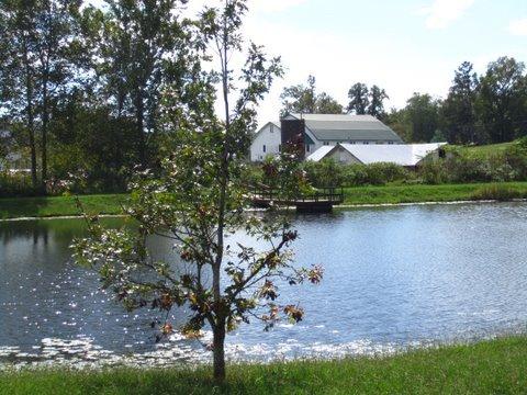 Pond looking out towards the barns